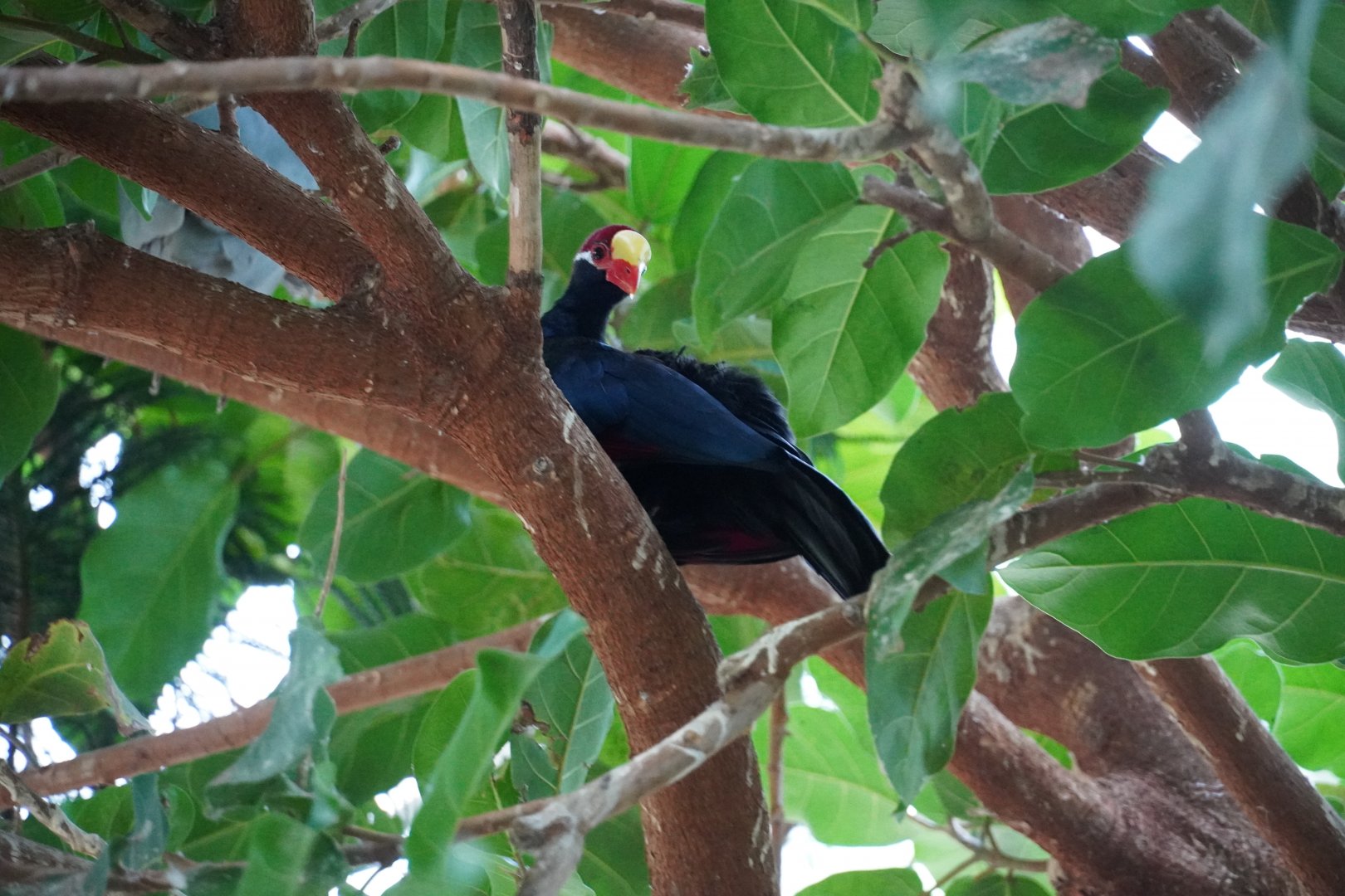 Violet Turaco