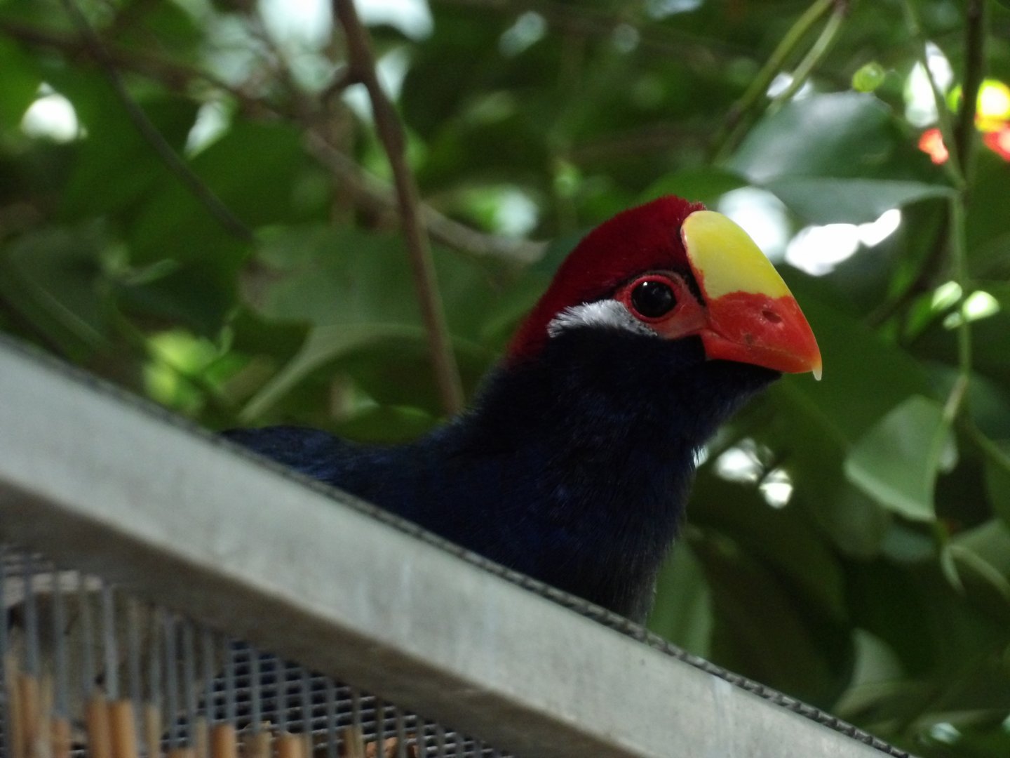 Violet Turaco