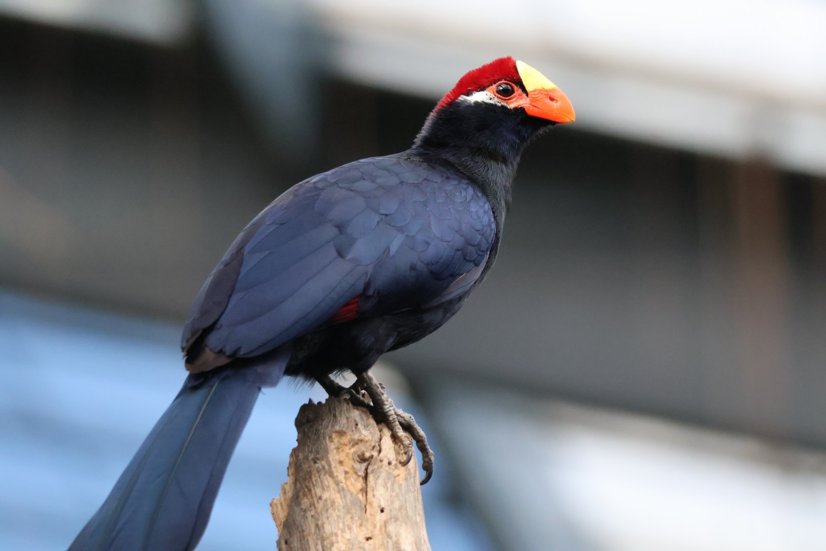 Violet Turaco