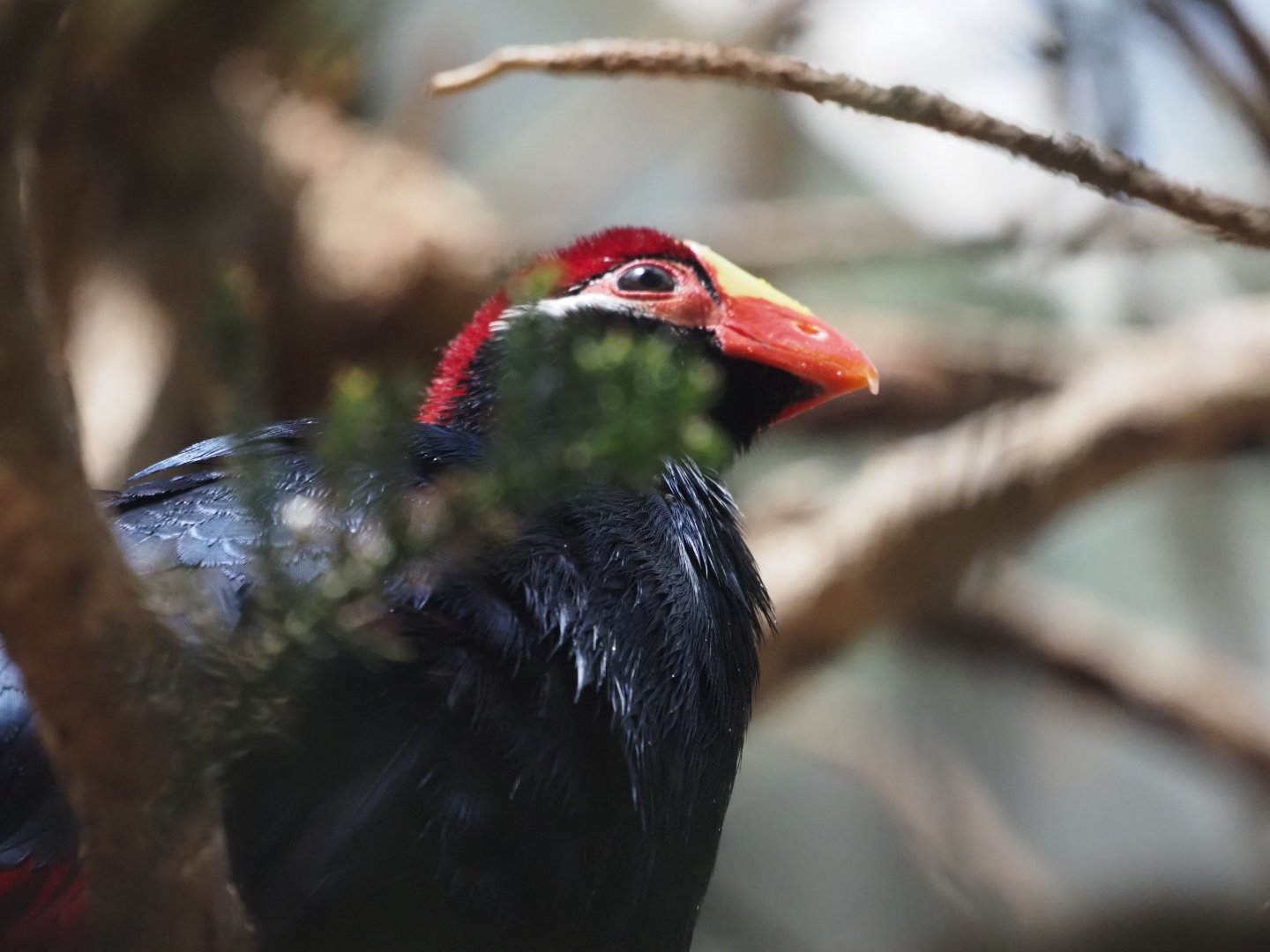 Violet Turaco