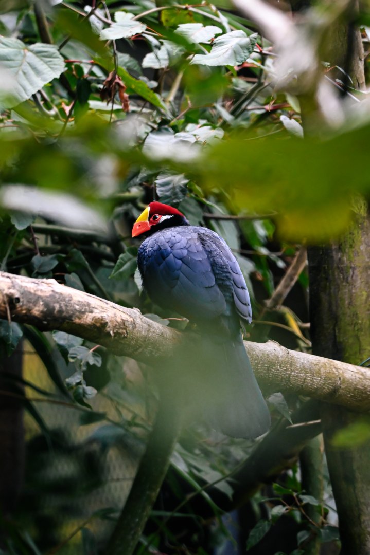 Violet turaco