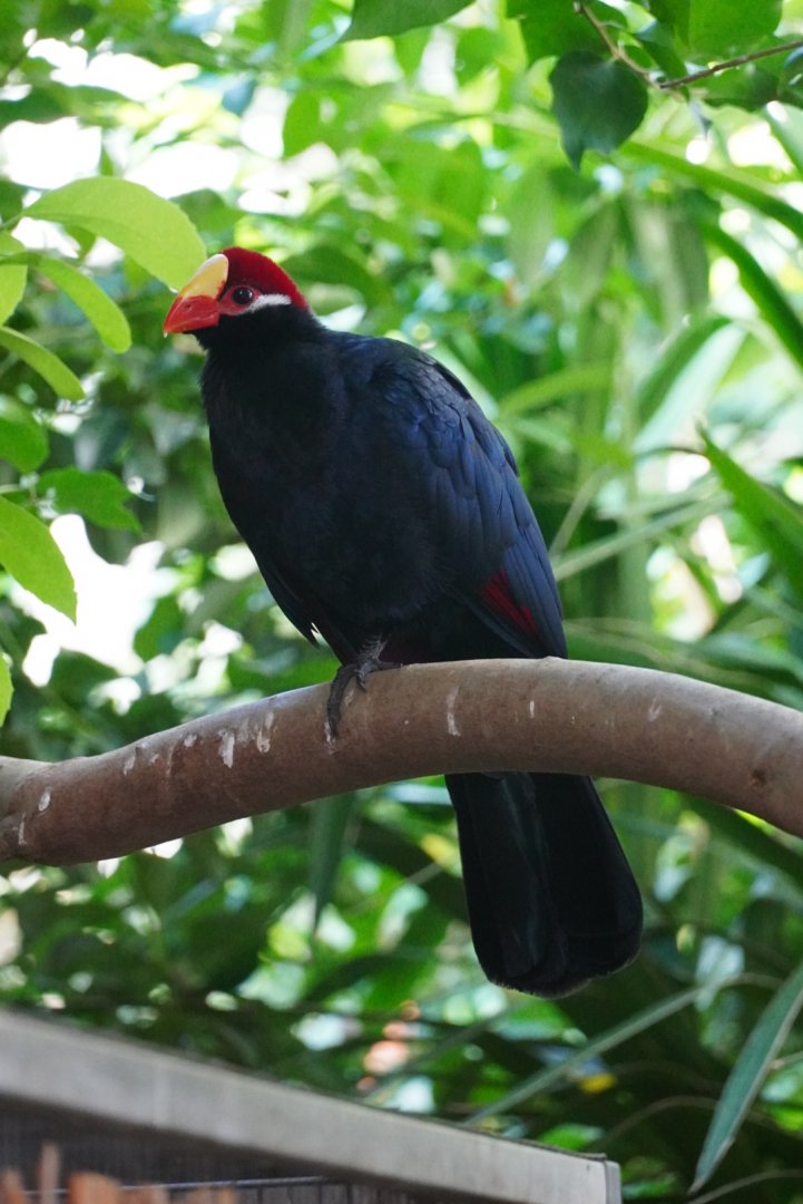 Violet Turaco