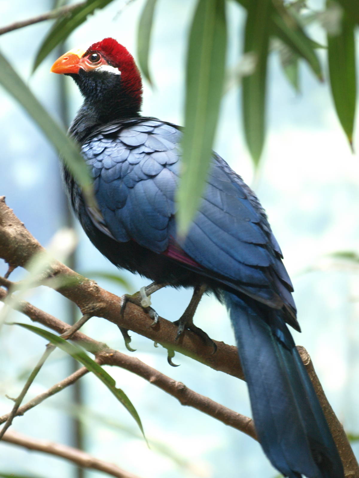 Violet turaco
