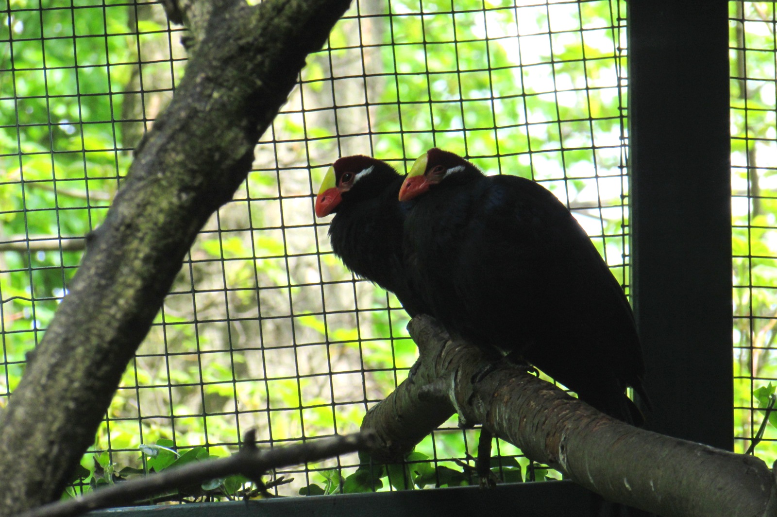 Violet Turacos - 05/2015
