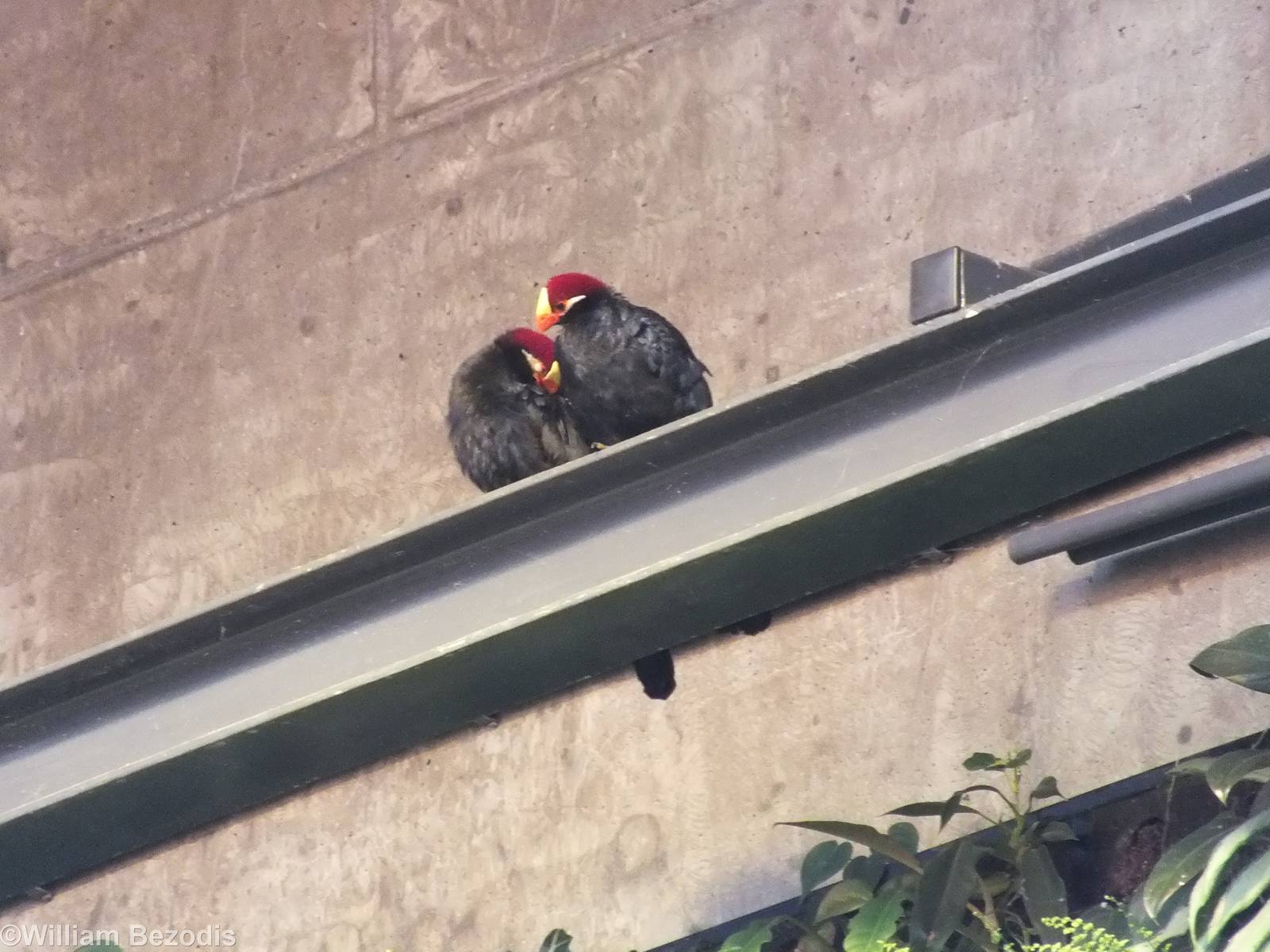 Violet Turacos in Congo Section - Afrykarium