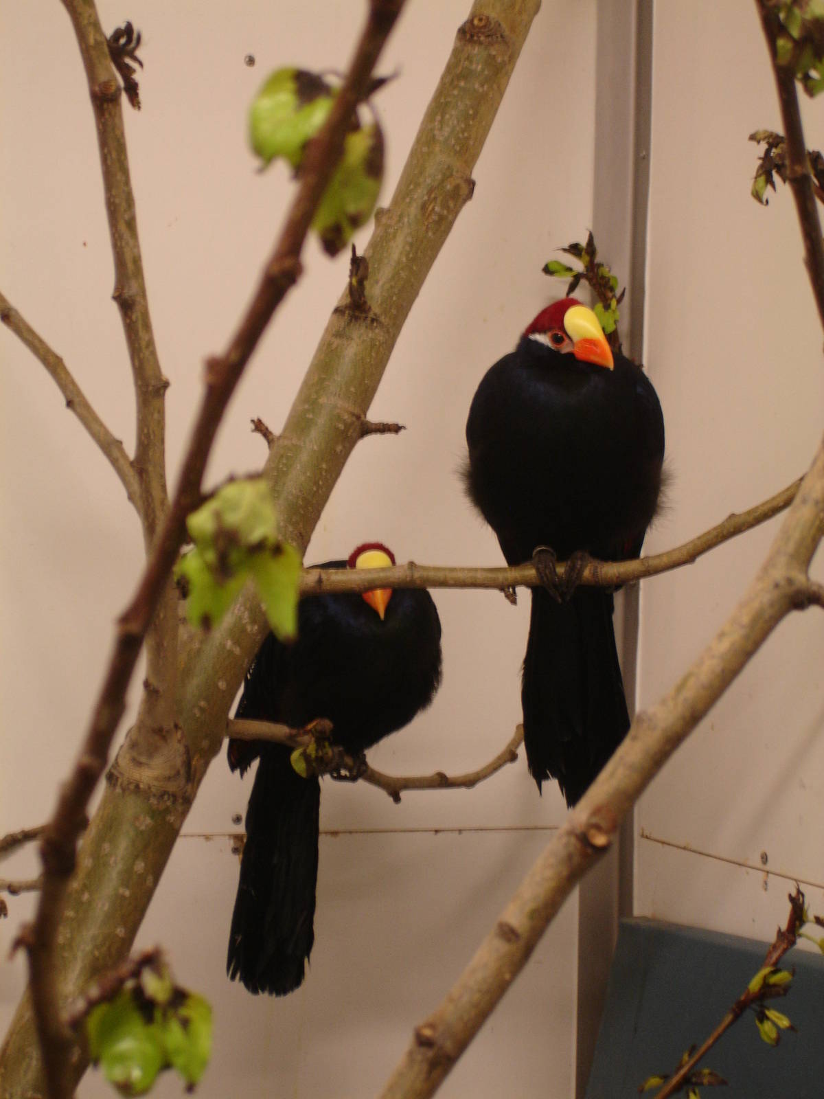 Violet Turacos
