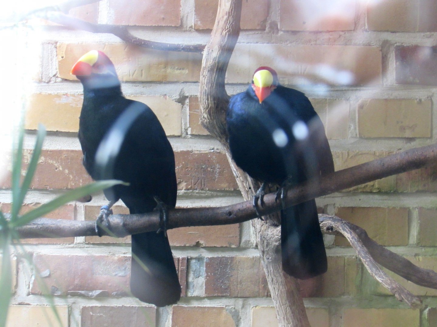 Violet Turacos