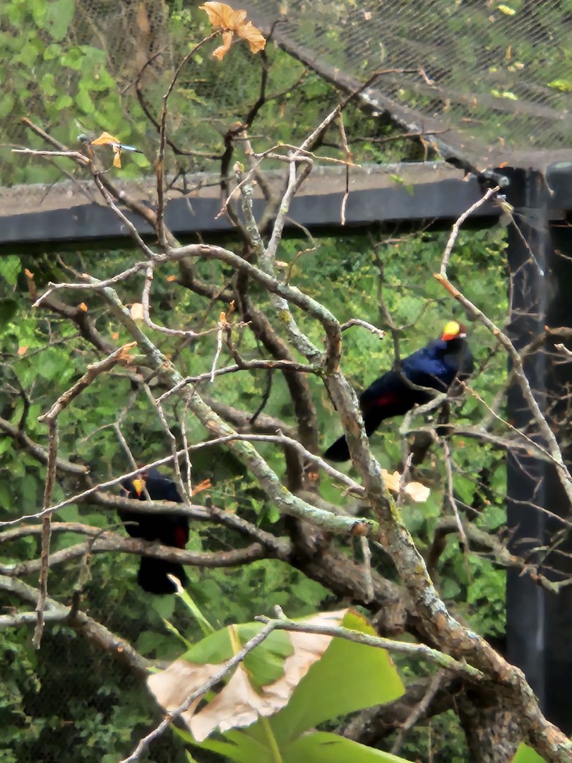 Violet turacos