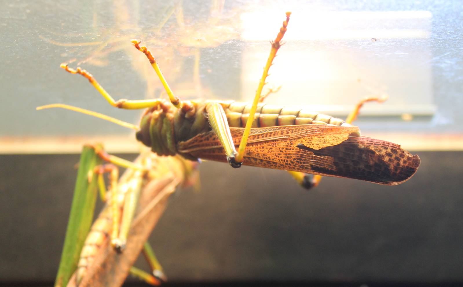 Violet-winged grasshopper