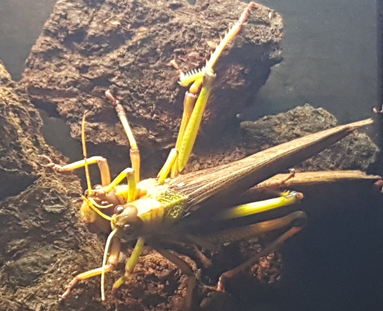 Violet-winged grasshoppers - Tropidacris collaris