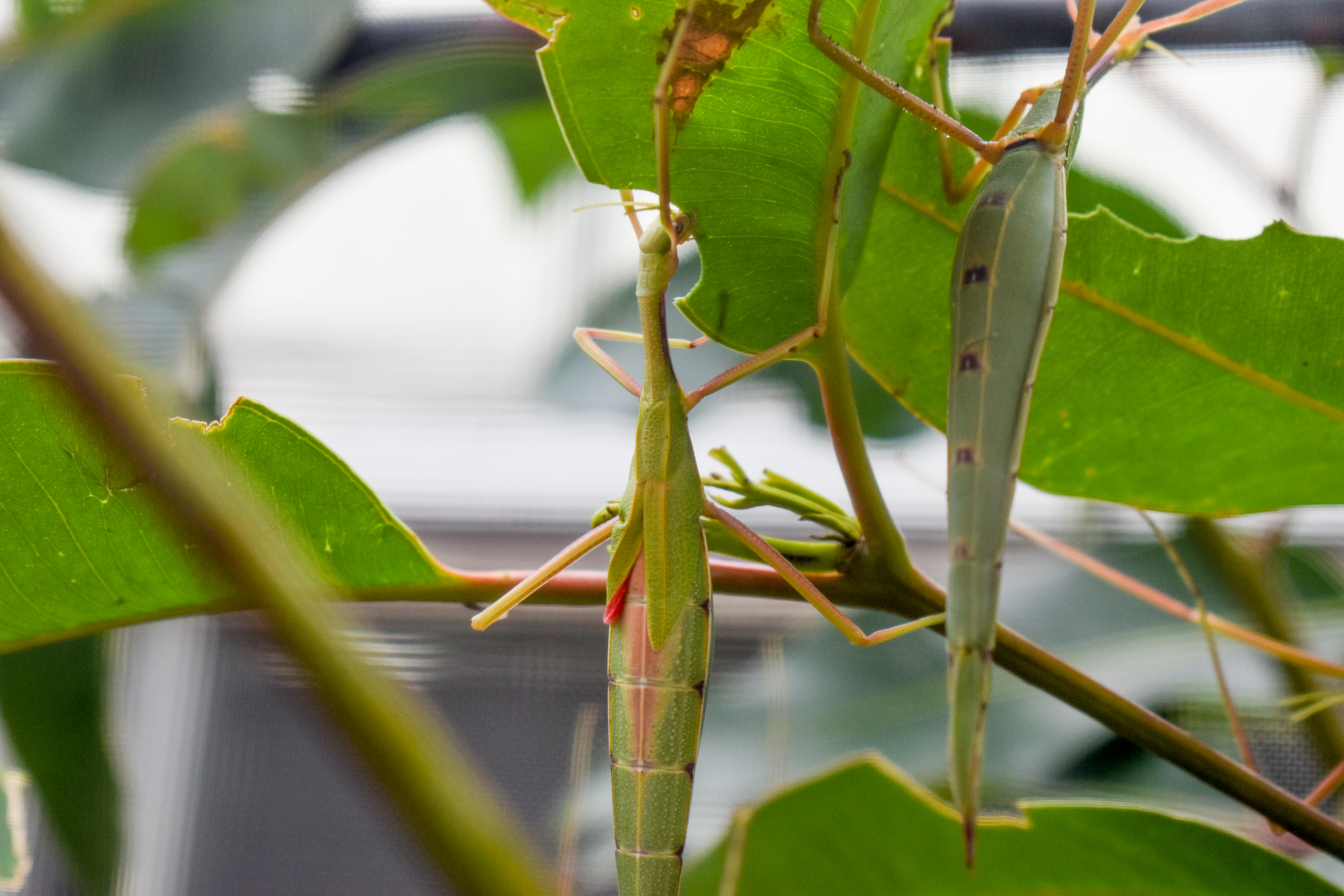 Violet-winged Stick Insect