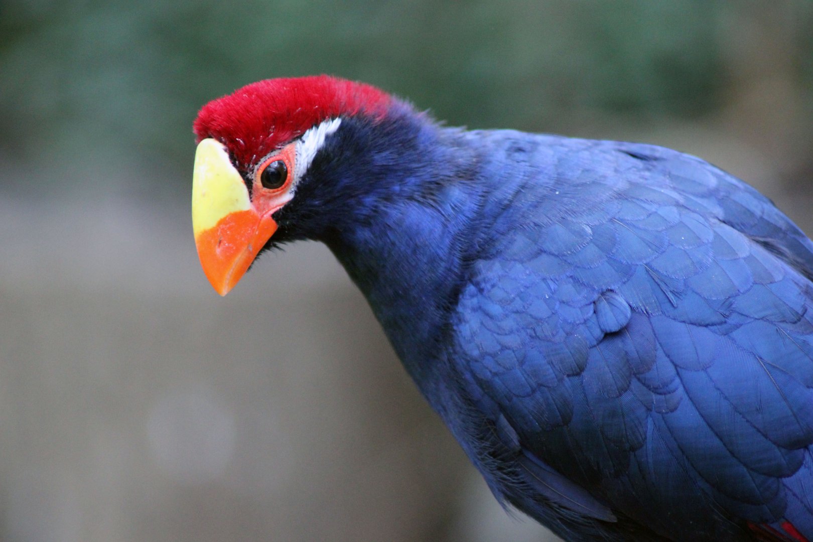 Violets Turaco