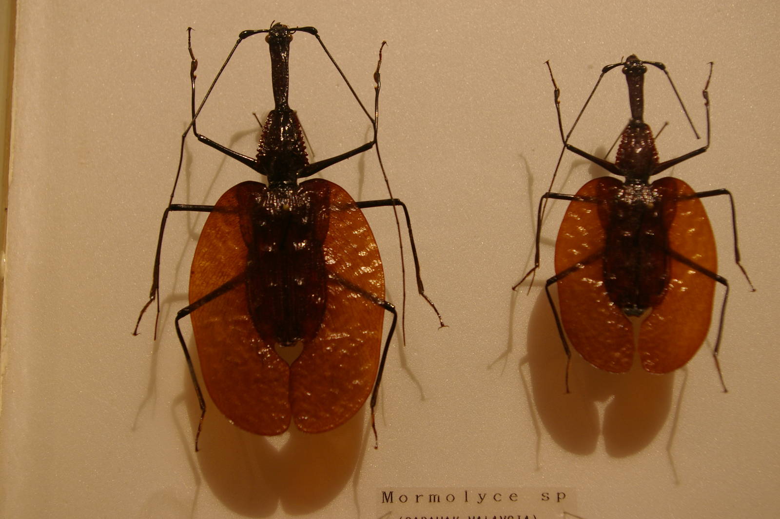 violin beetles