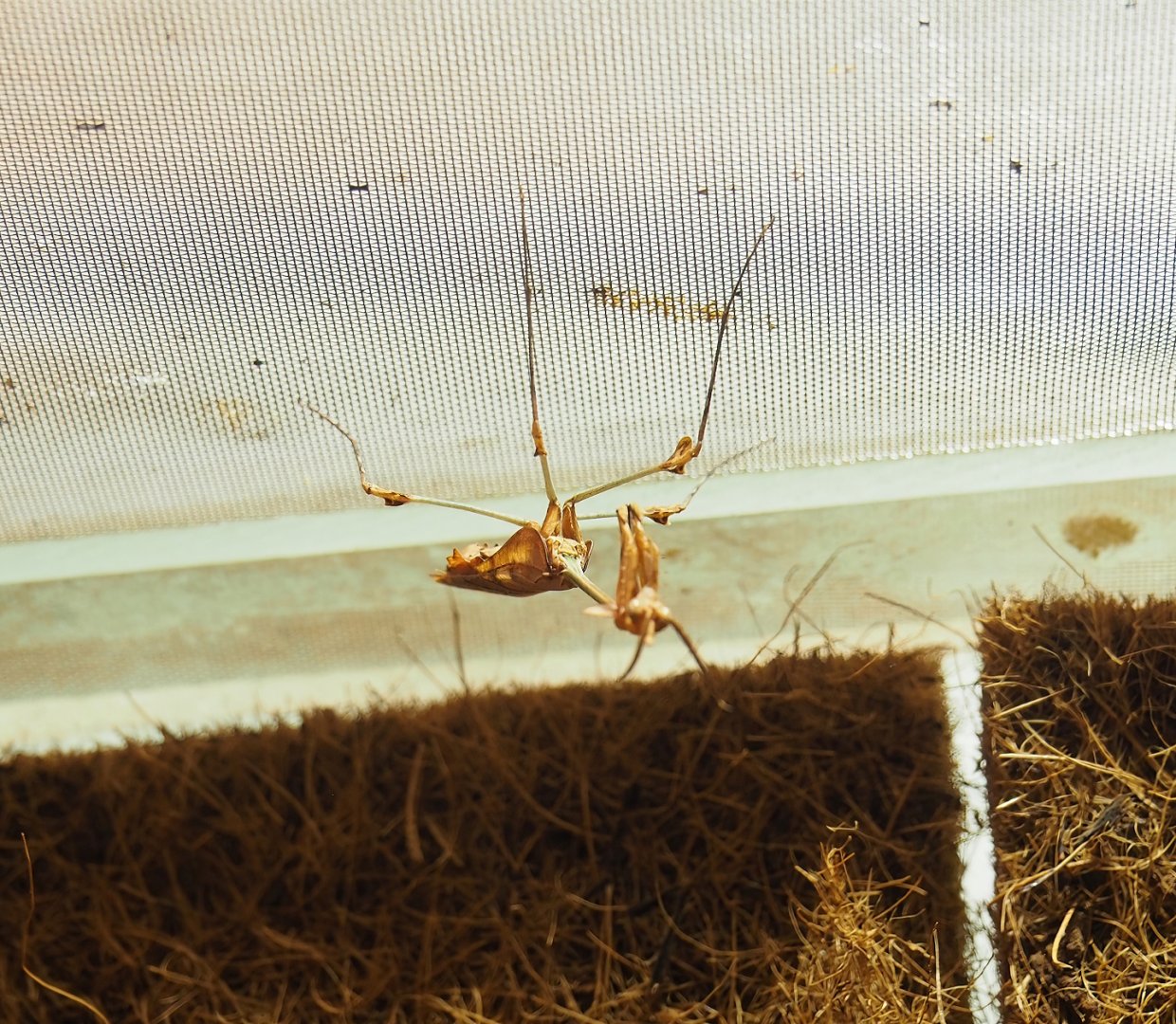 Violin mantis (Gongylus gongylodes), 2023-09-24