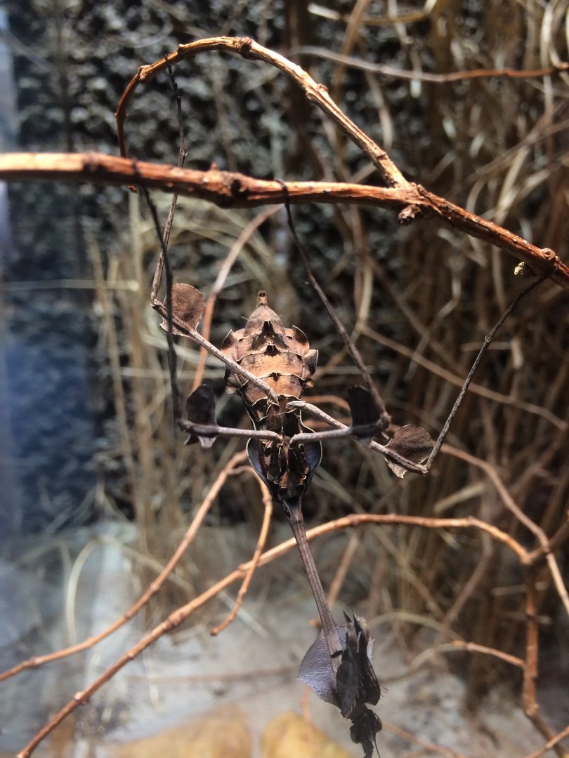 Violin mantis (Gongylus gongylodes)