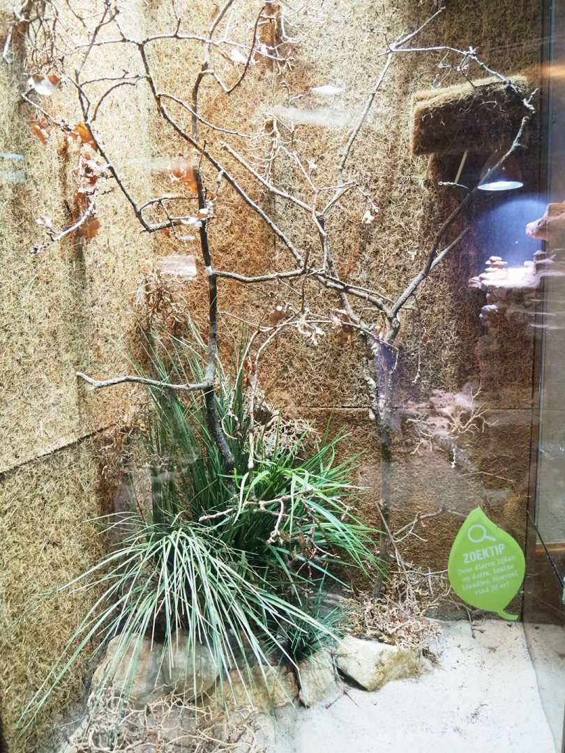 Violin mantis terrarium, 2023-09-24