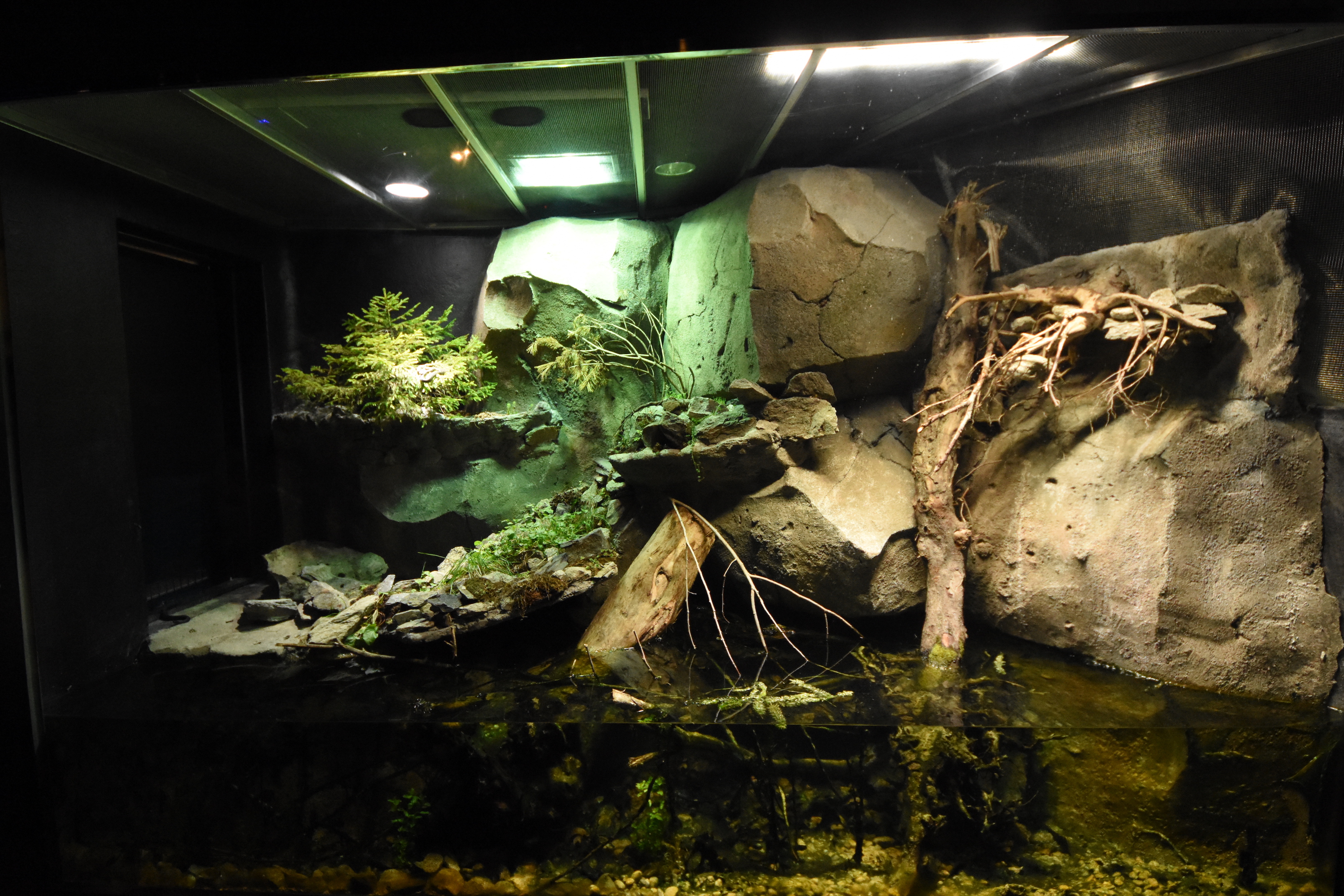 Viper and newt vivarium