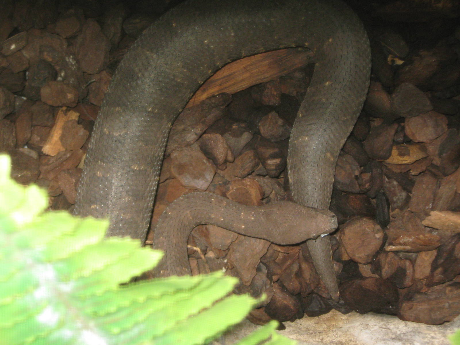 Viper boa (Candoia aspera)