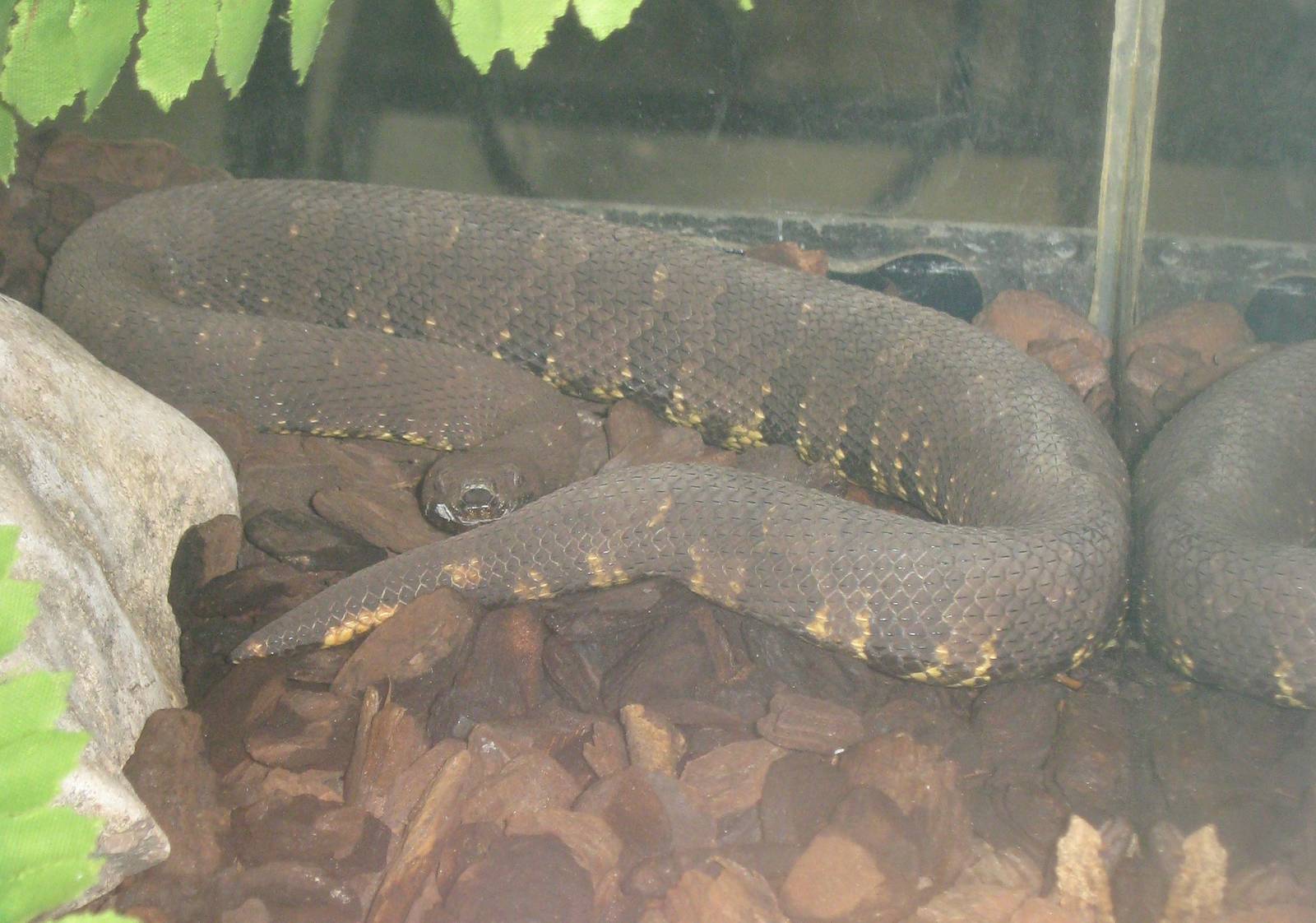 Viper boa (Candoia aspera)