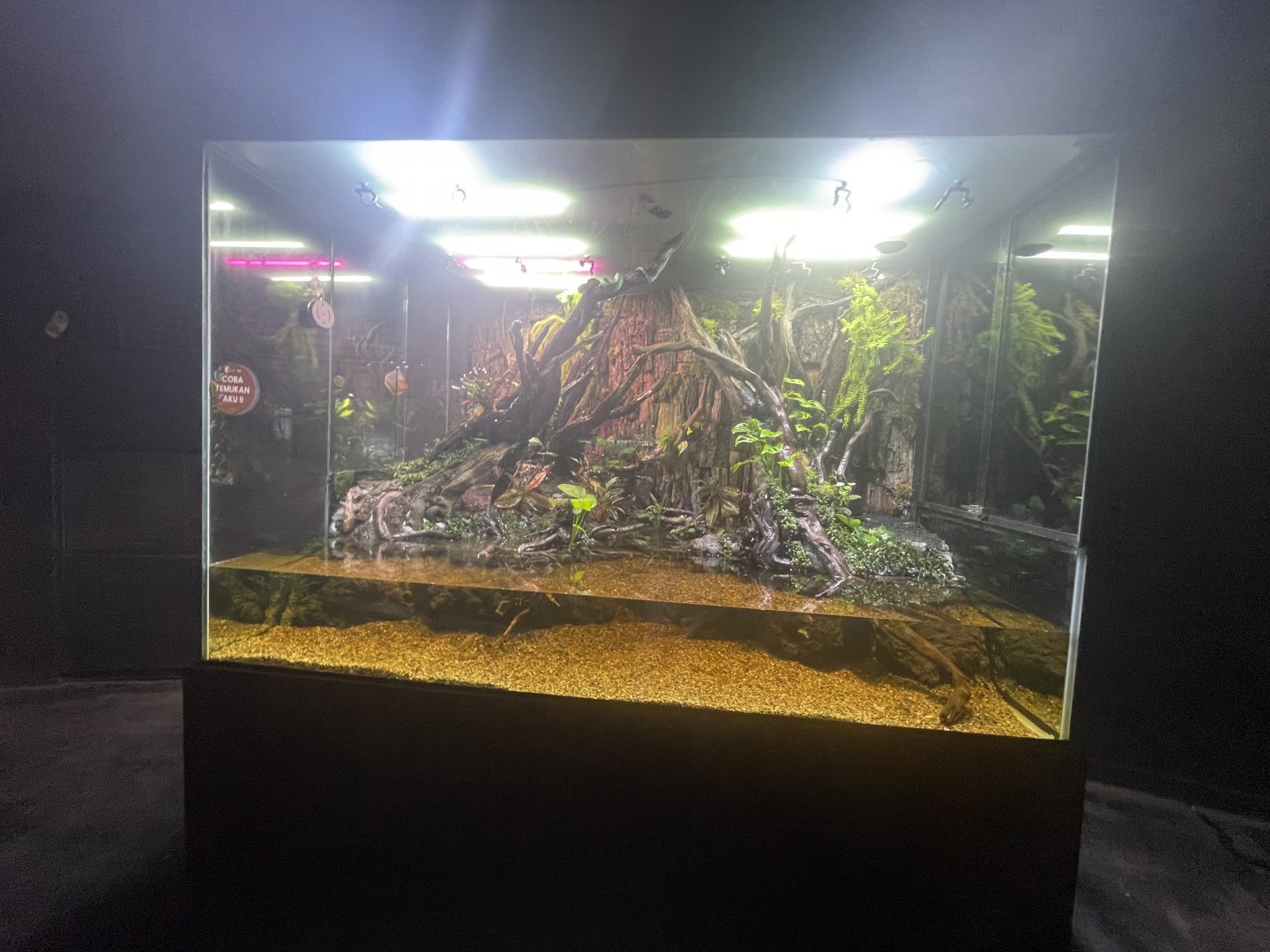 viper exhibit - museum komodo