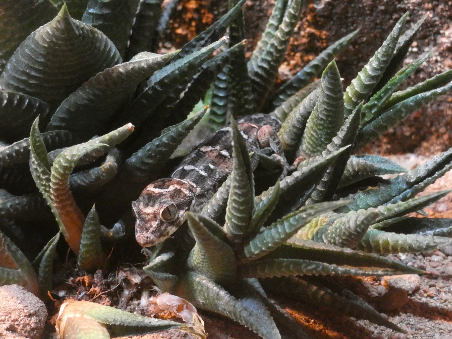 Viper gecko (Hemidactylus imbricatus) - Skegness Aquarium