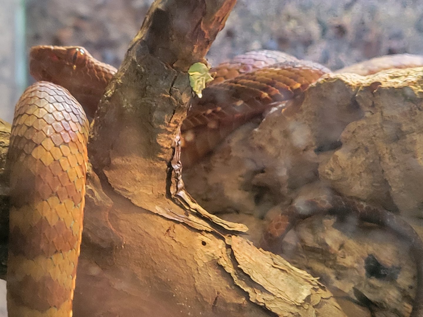 viper ID - Jacksonville Zoo 2024