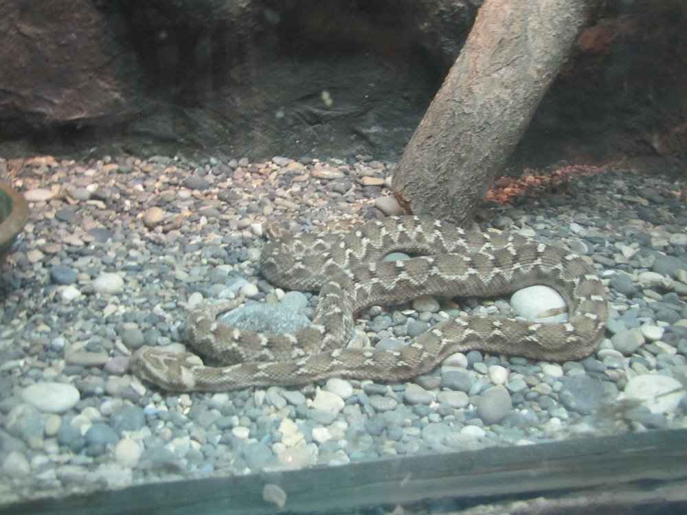 Viper snake(tehran zoo)