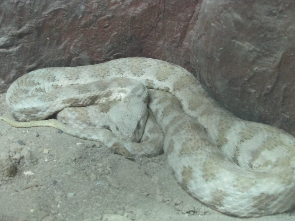 Viper snake(tehran zoo)