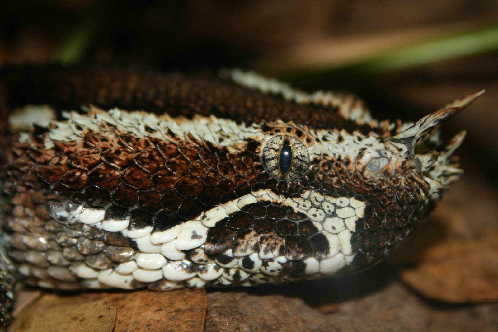 Viper. taronga reptile house 5/3/2005