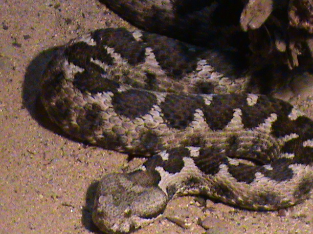 vipera ammodytes 160911