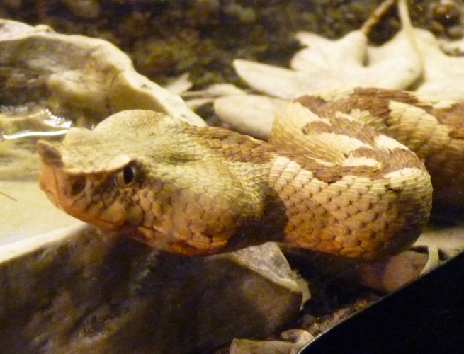 Vipera Ammodytes 2 (22-7-17 Faunia)