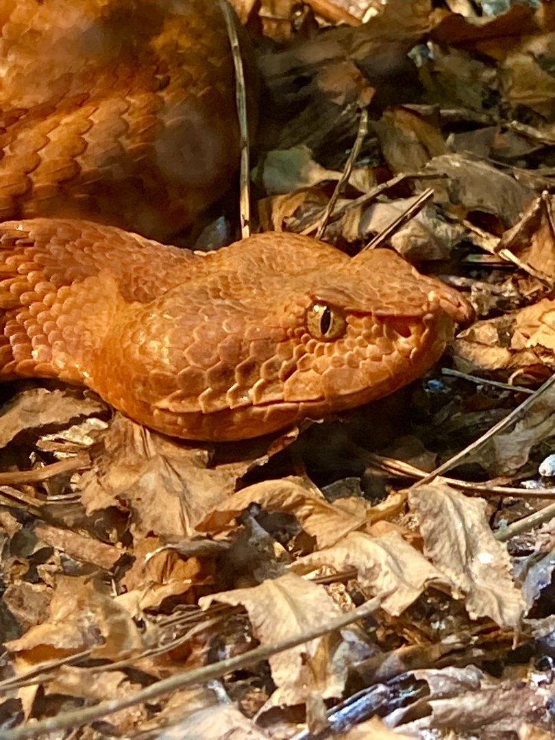 Vipera ammodytes I think?