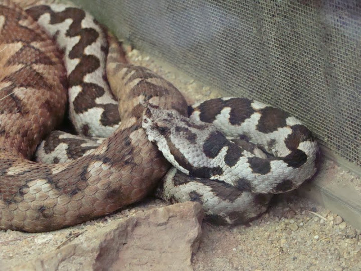 Vipera ammodytes