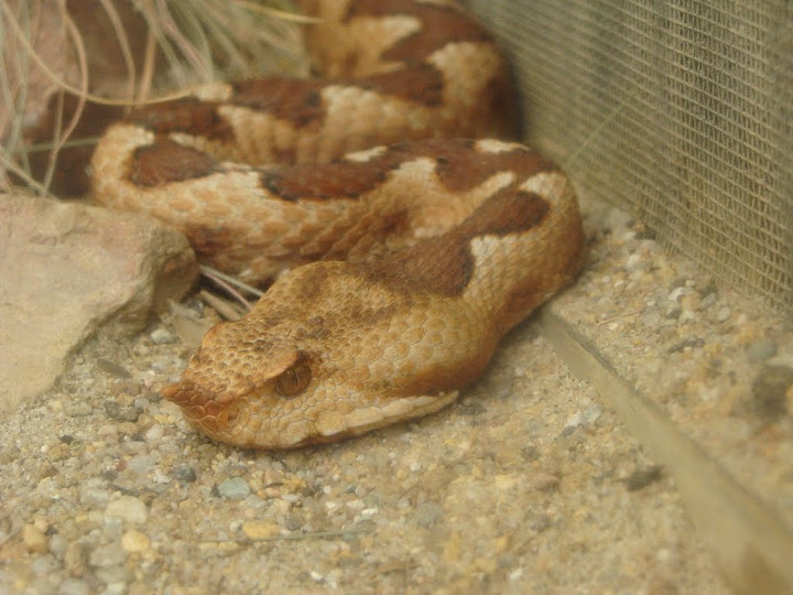Vipera ammodytes