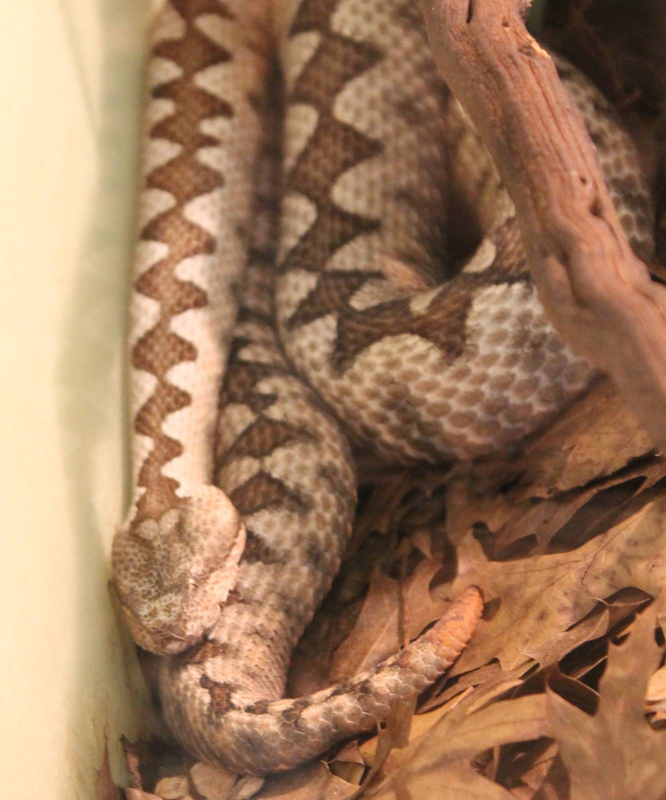 Vipera ammodytes