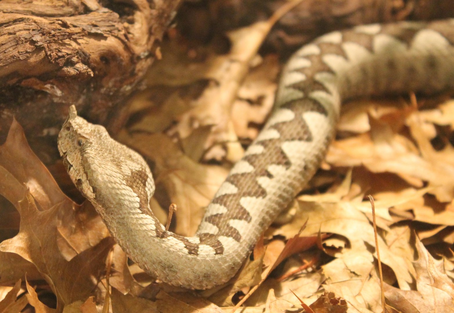 Vipera ammodytes