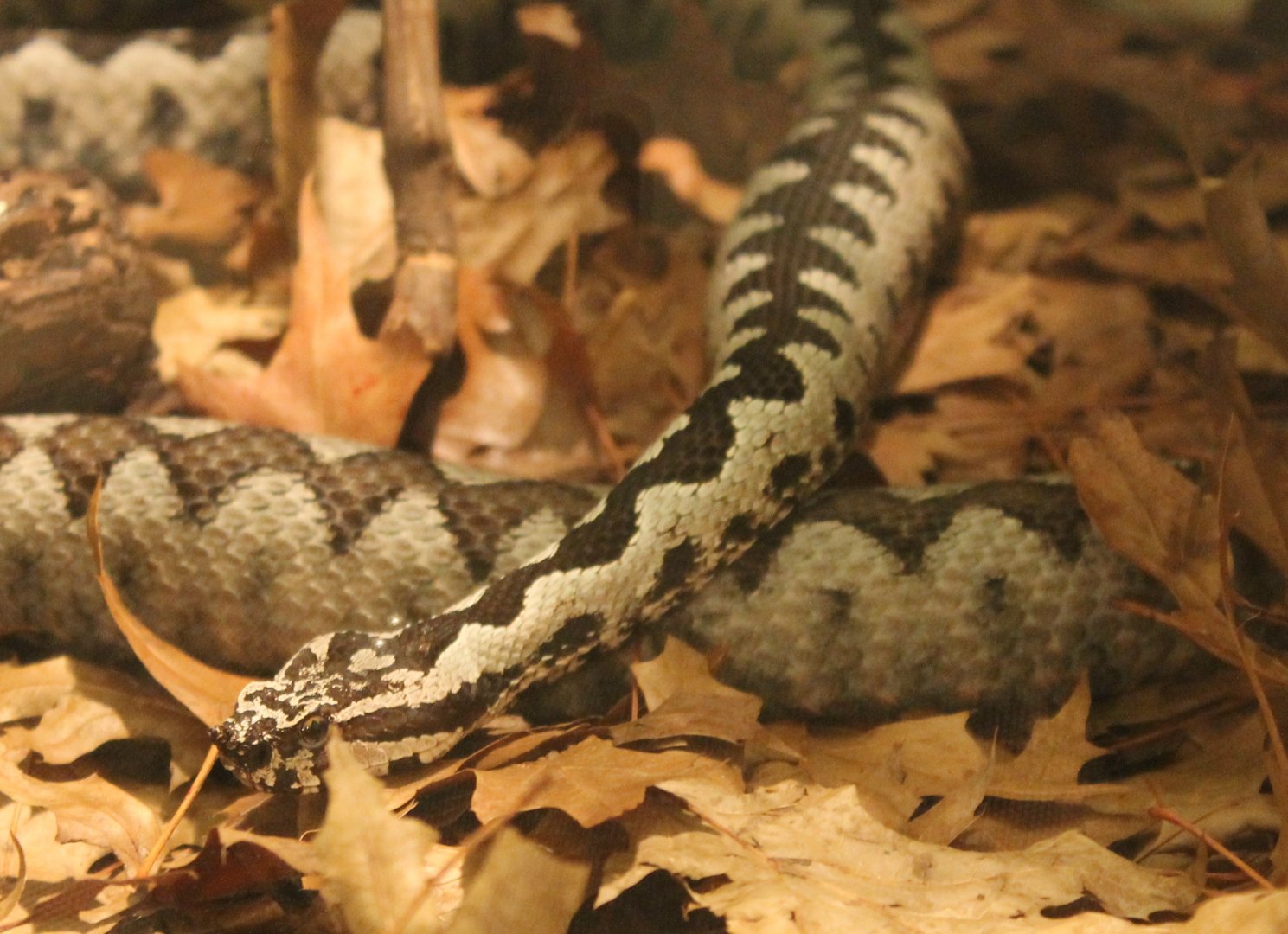 Vipera ammodytes