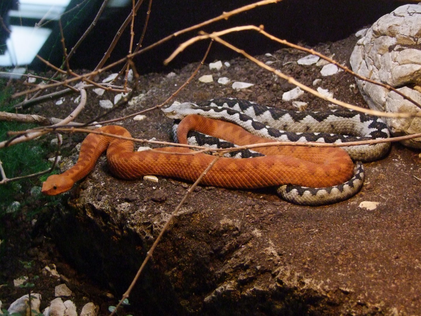 Vipera ammodytes
