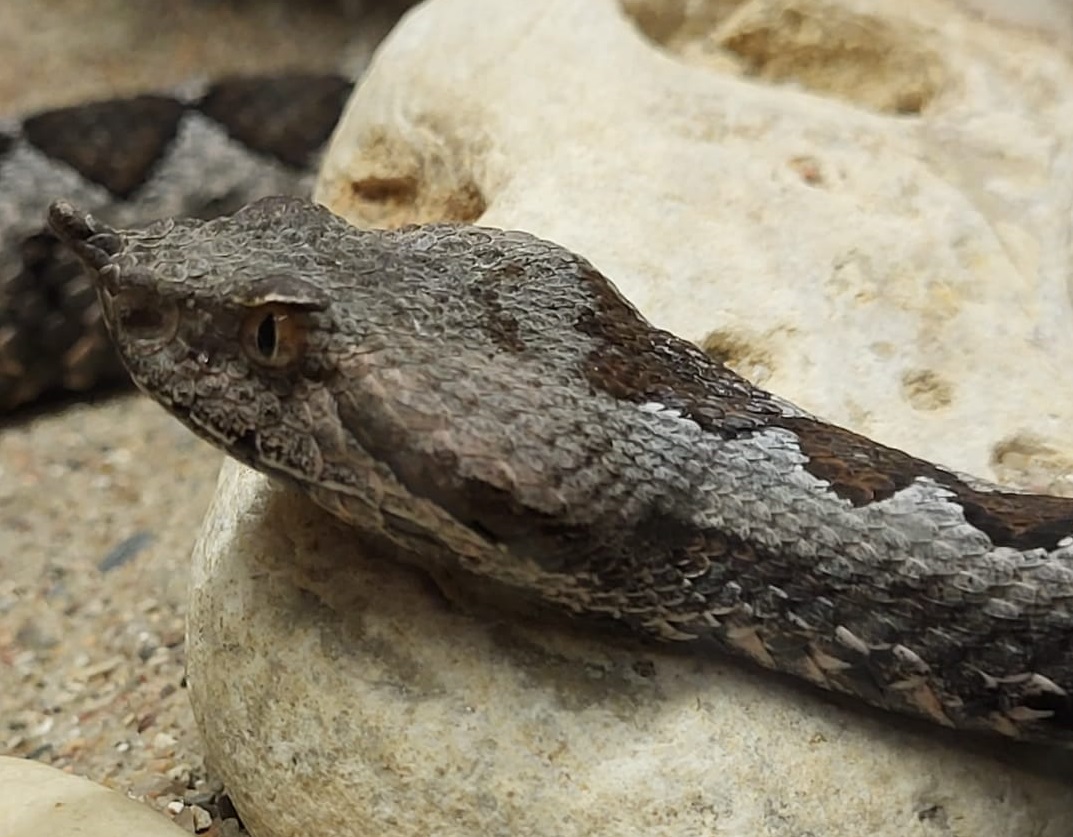 Vipera ammodytes