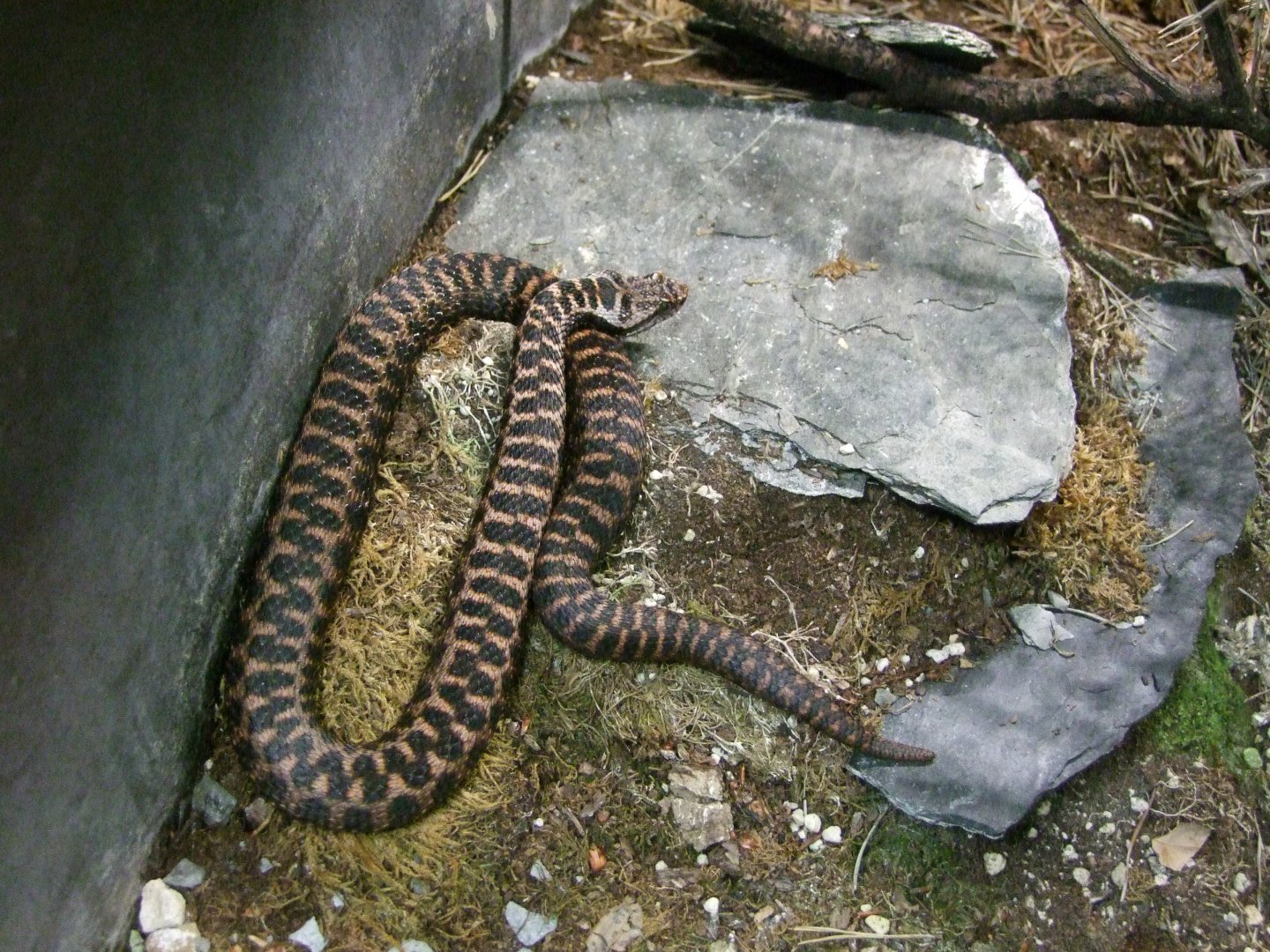Vipera aspis