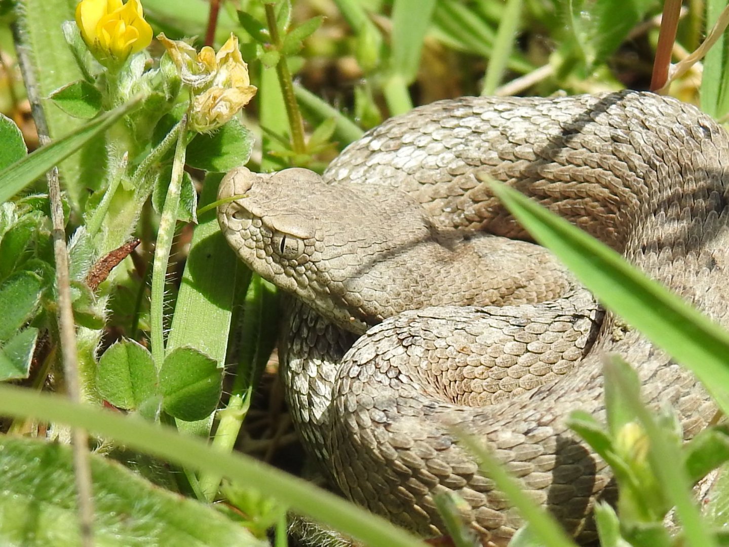 Vipera aspis