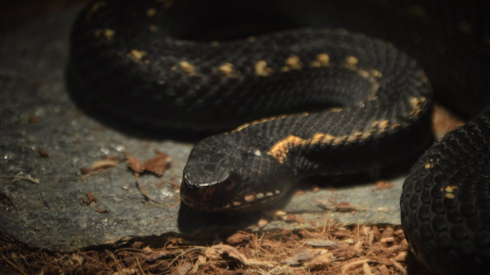 Vipera kaznakovi