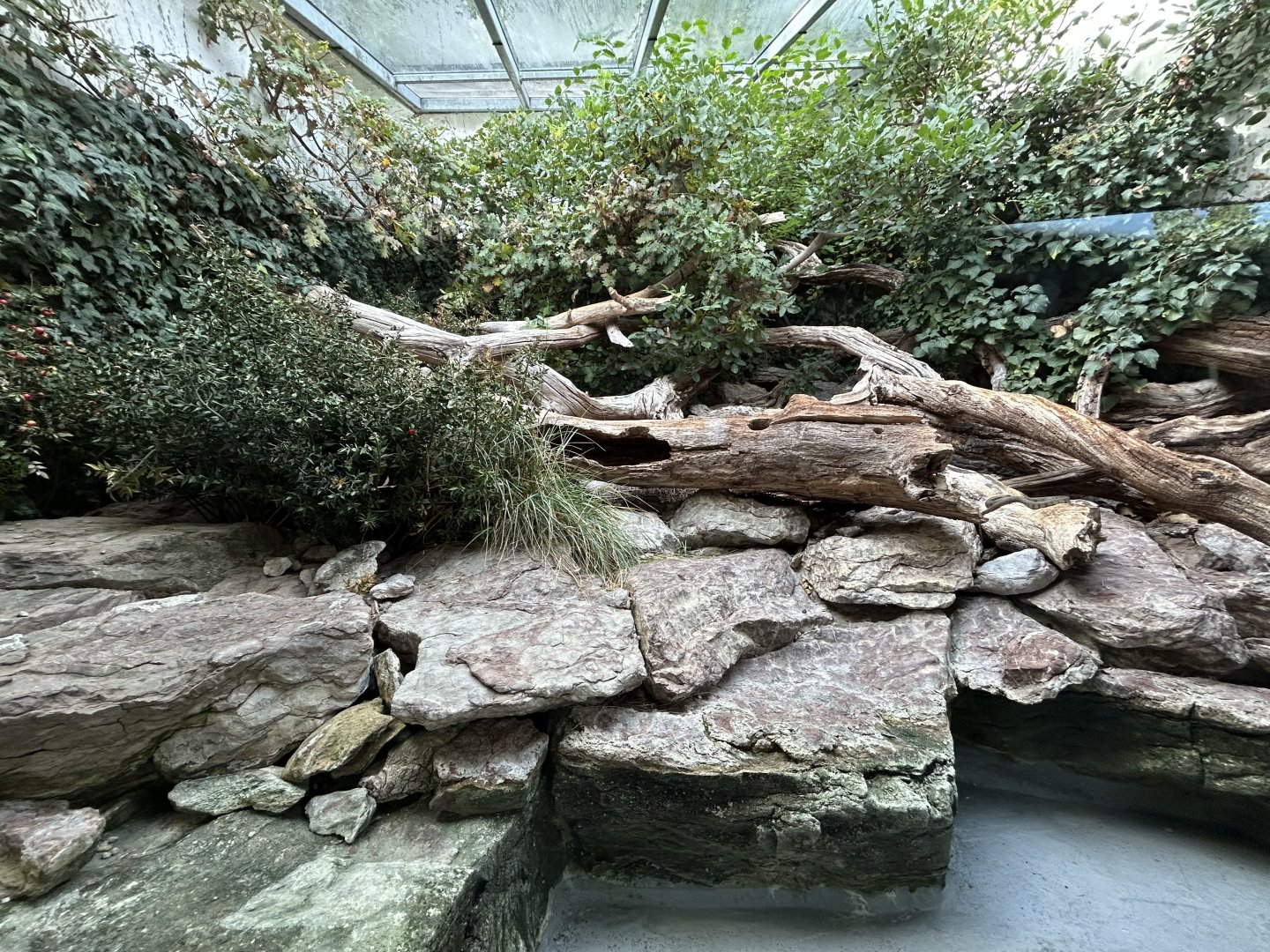 Viperine & Aesculpian Snake Exhibit