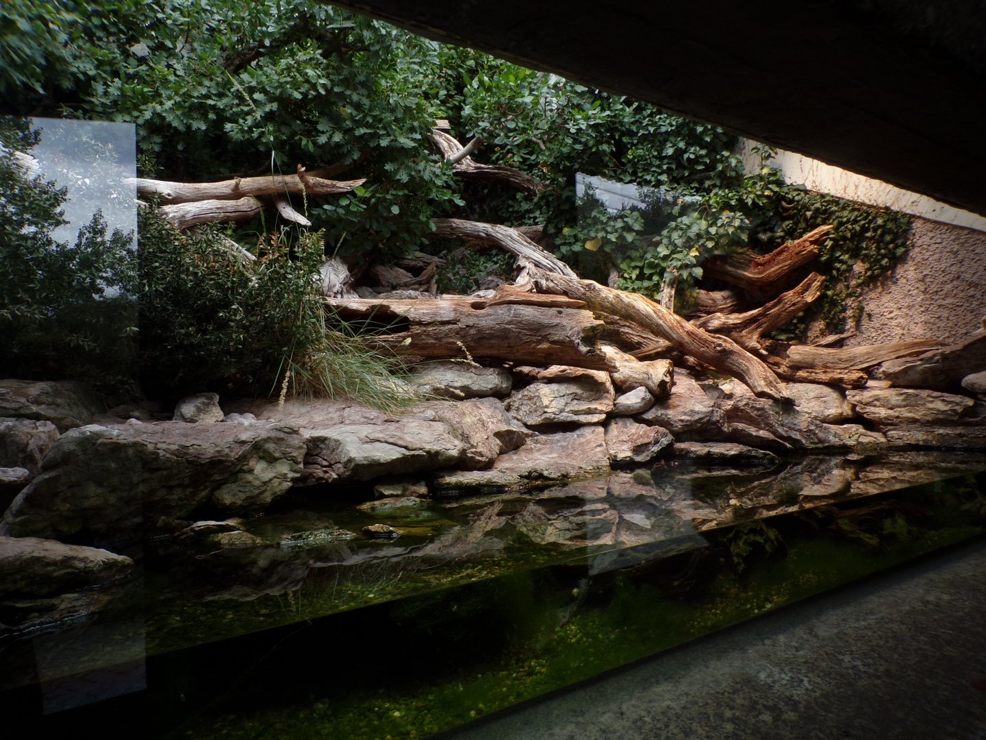 Viperine and Aesculpian snake enclosure 9.7.25