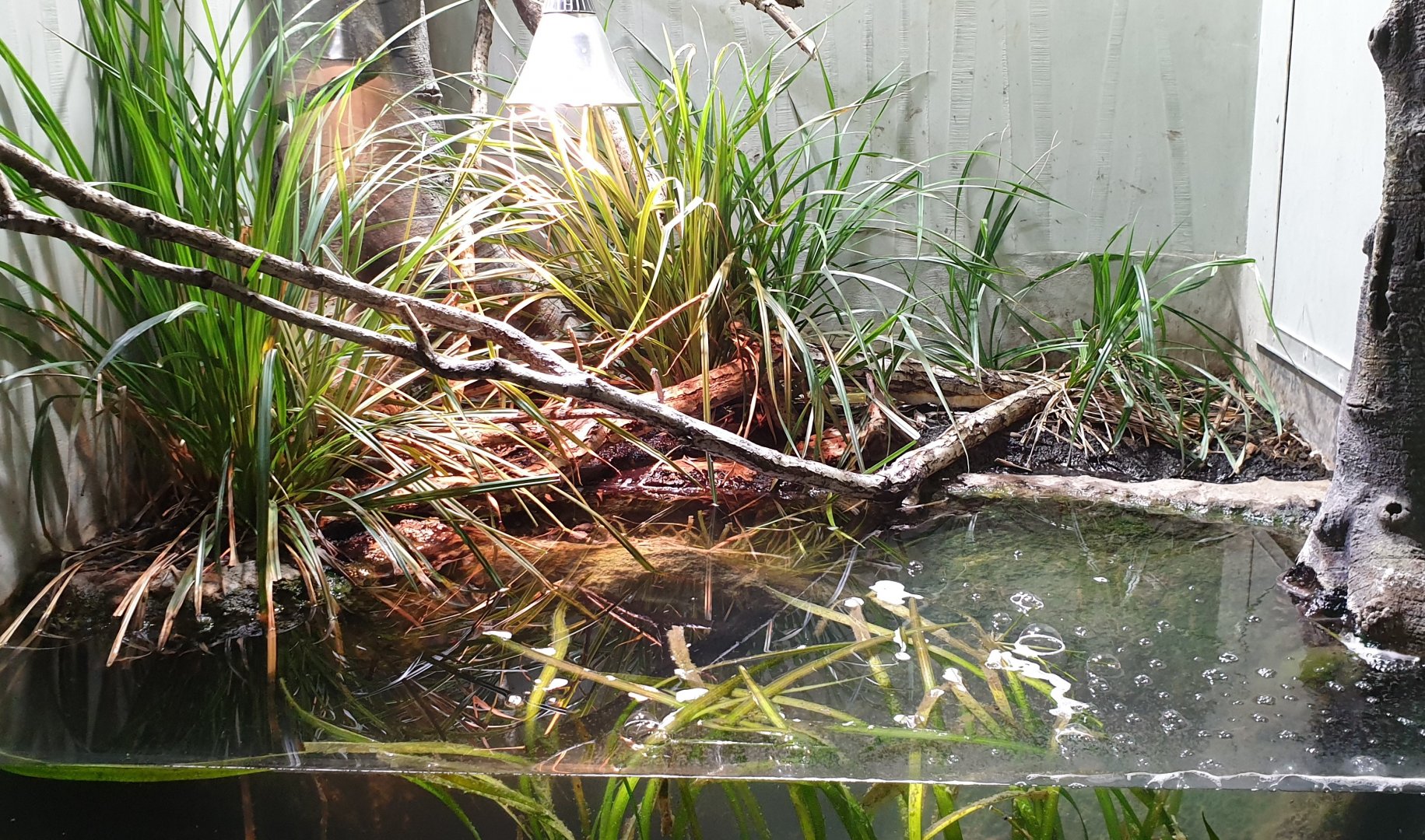 Viperine snake enclosure