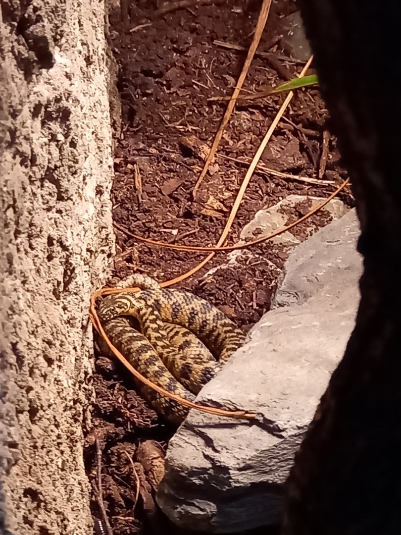 Viperine snake (Natrix maura) in the reptile house