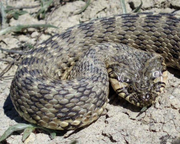 Viperine Snake (Natrix maura)