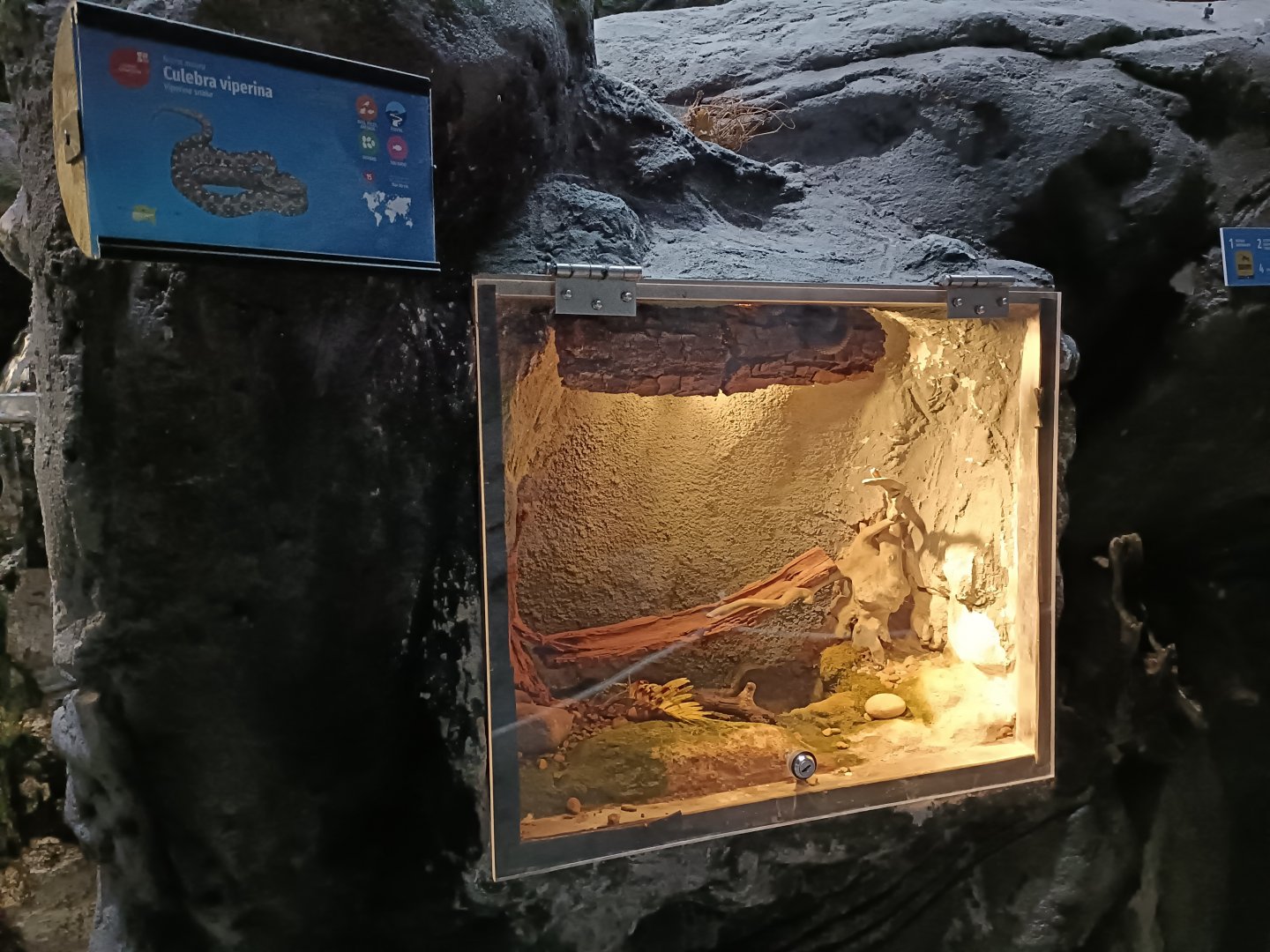 Viperine water snake exhibit - Bioparc Acuario de Gijón