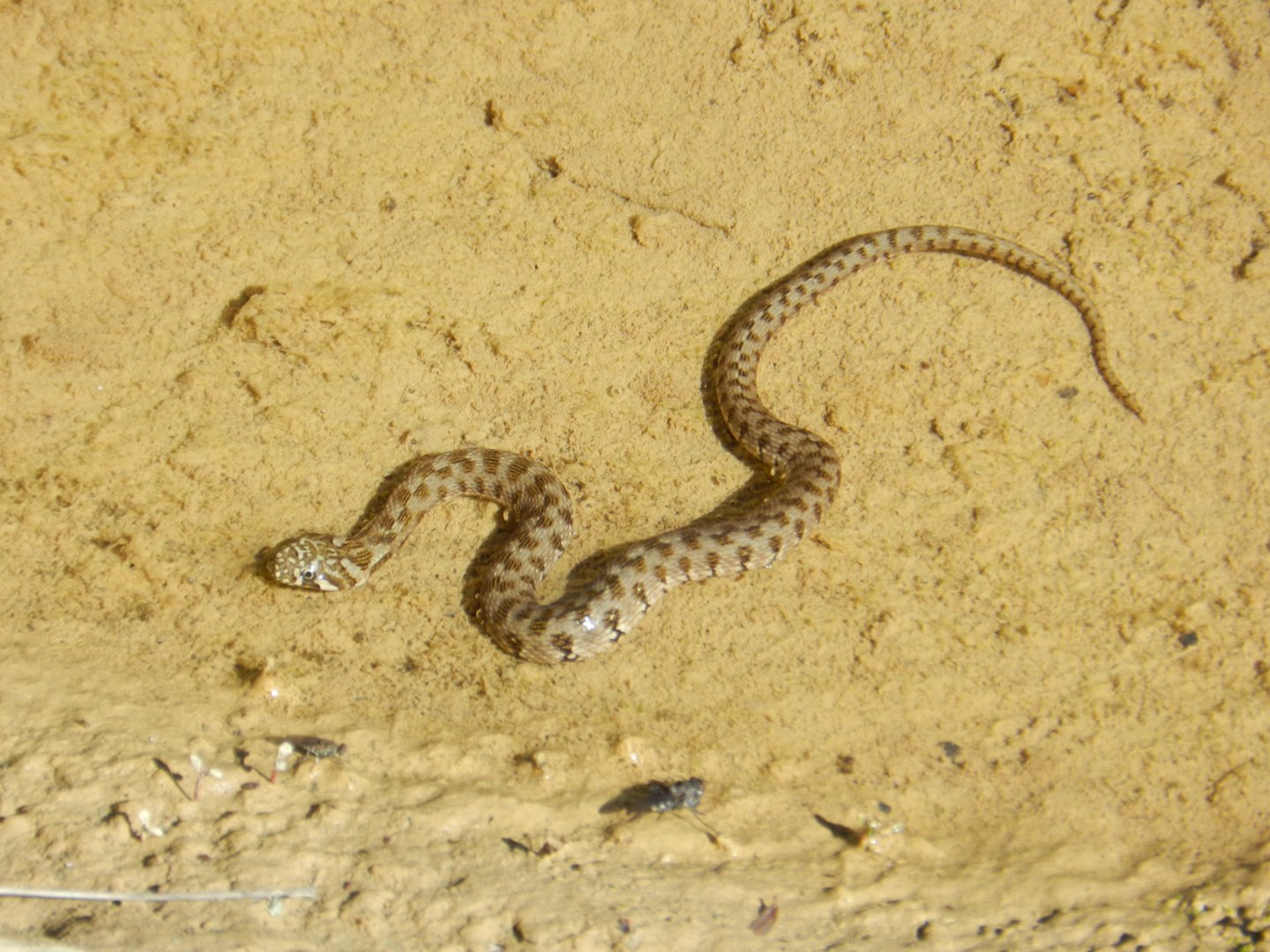 Viperine Water Snake, Natrix maura