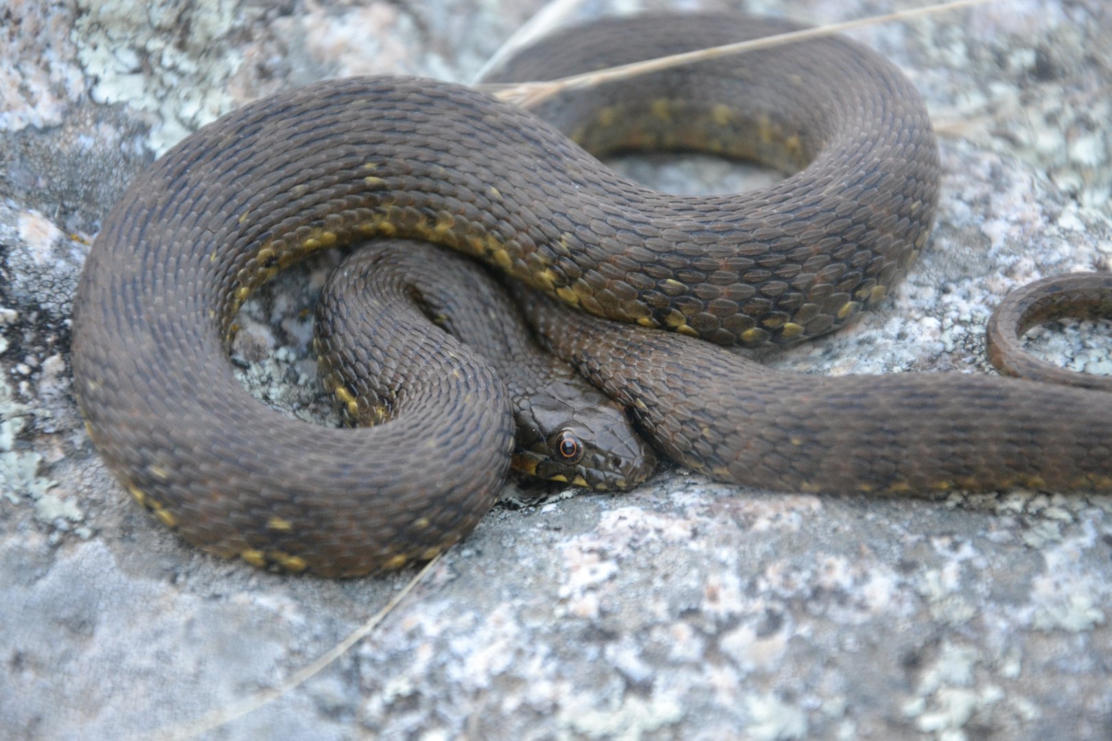 Viperine water snake - Natrix maura
